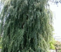 Fagus sylvatica 'Pendula'
