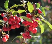 Malus Red Sentinel