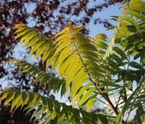 Rhus