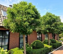 Robinia pseudoacacia 'Umbraculifera'