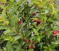 Weigela florida 'Red Prince' - Weigela 'Red Prince' - 1
