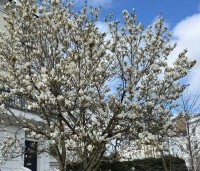 Magnolia soulangeana 'Alba Superba' - Magnolia 'Alba Superba' - 1