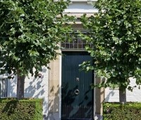 Tilia x europaea 'Euchlora' - Linde - 1