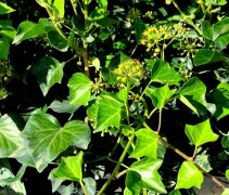 Hedera helix 'Arborescens'