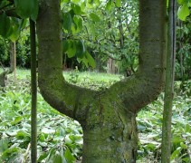 Prunus domestica 'Opal'