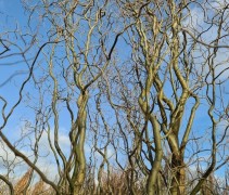 Salix babylonica 'Tortuosa'