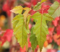 Acer tataricum 'Ginnale'