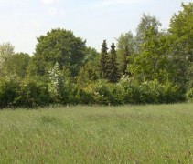 Gemengde landschappelijke haag