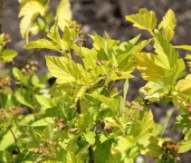 Physocarpus 'Darts Gold'