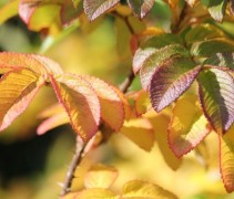 Rosa Rugosa