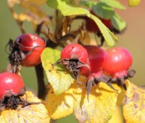 Rosa Rugosa