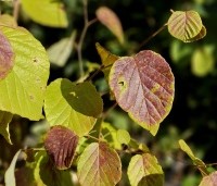 Corylopsis spicata - Schijnhazelaar sinensis 'Spring Purple'  blad in oktober