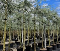 Pyrus salicifolia 'Pendula' - Wilgbladige peer - 2