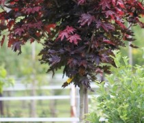 Acer platanoïdes Crimson Sentry jonge boom