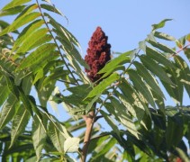 Fluweelboom met bloeiende top