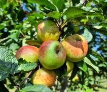 Malus domestica 'Laxton's Superba'