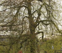 Tilia x europaea 'Euchlora'