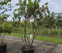 Arbutus unedo - Aardbeiboom - 4