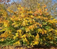 Parrotia persica 'Bella' - Perzisch IJzerhout - na groen komt rood en uiteindelijk via geel naar bruin