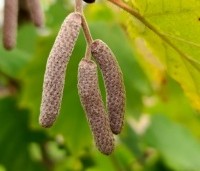 Corylus maxima 'Purpurea' - Roodbladige hazelnoot - 5