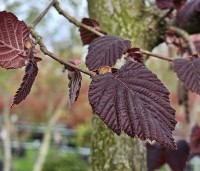 Corylus maxima 'Purpurea' - Roodbladige hazelnoot - 4