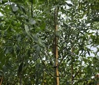 Fraxinus angustifolia 'Raywood' - smalbladige Es - 3