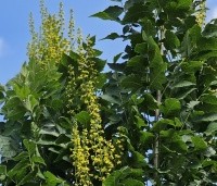 Koelreuteria paniculata 'Fastigiata' - Chinese Vernisboom zuilvorm - 2