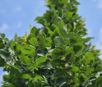 Koelreuteria paniculata 'Fastigiata' - Chinese Vernisboom zuilvorm - 1