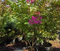 Lagerstroemia indica 'Benoit' - Paarsrode Indische Sering - 2