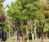 Acer Griseum