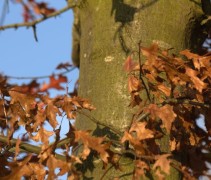 Quercus Palustris winterblad