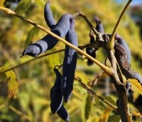 Decaisnea fargesii - Augurkenstruik - OKTOBER
