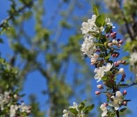 Malus 'Evereste' - Sierappel - 3