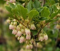 Enkianthus campanulatus - Pronkklokje - 4