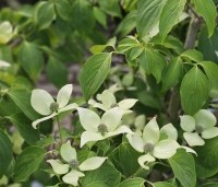 Cornus kousa 'China Girl' - Japanse grootbloemige kornoelje - 4