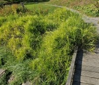 Carex muskingumensis - Palm zegge - 2