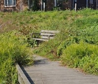 Carex muskingumensis - Palm zegge - 1
