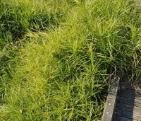 Carex muskingumensis - Palm zegge - 3