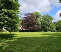 Tilia  en Fagus Atropunicea parksfeer