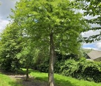 Taxodium distichum - Moerascypres - 4