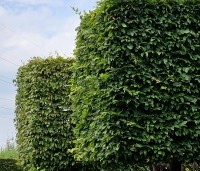 Carpinus betulus - Haagbeuk - 1