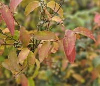 Deutzia hybrida 'Mont Rose' - Bruidsbloem 'Mont Rose' - herfst
