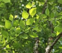 Betula nigra - Zwarte berk - 1