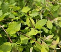 Salix caprea 'Kilmarnock' - Treurwilg 'Kilmarnock' op stam - 1
