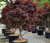 Acer palmatum 'Fireglow' - Japanse Esdoorn 'Fireglow' - 1