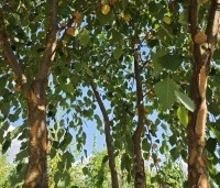 Betula nigra - Zwarte berk - 1
