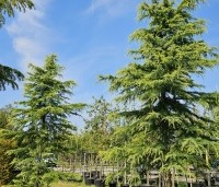 Cedrus deodara 'Aurea' - Himalayaceder 'Aurea' - 1