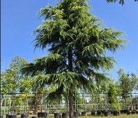 Cedrus deodara 'Aurea' - Himalayaceder 'Aurea' - 2