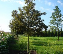 De Gewone Esdoorn wordt ook wel Bergesdoorn genoemd. De brede en volle kroon heeft vaak een golvend silhouet.