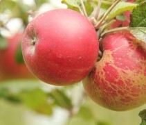 Malus domestica 'Red Jonathan'